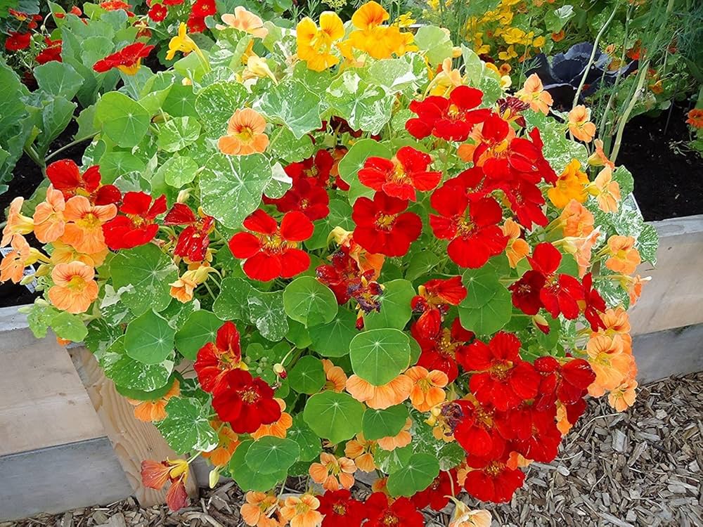 Alaska Mix Nasturtium seeds growing into trailing plants with variegated leaves and bright edible flowers in red, orange, and yellow hues